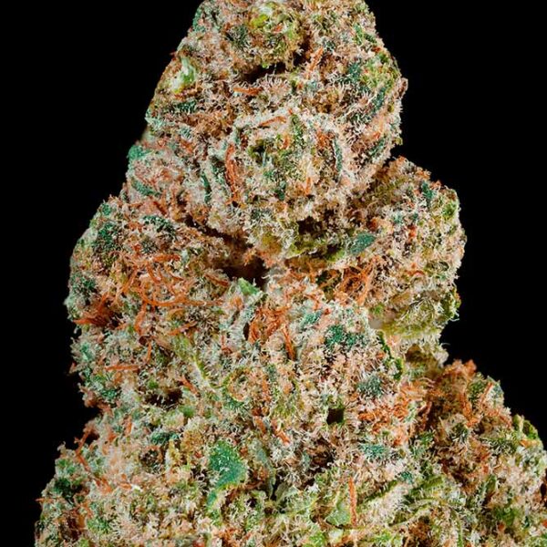 Amnesia Hypro Glass House (2GR / 5GR)