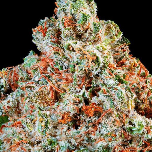 Sunset Fruit (5GR)