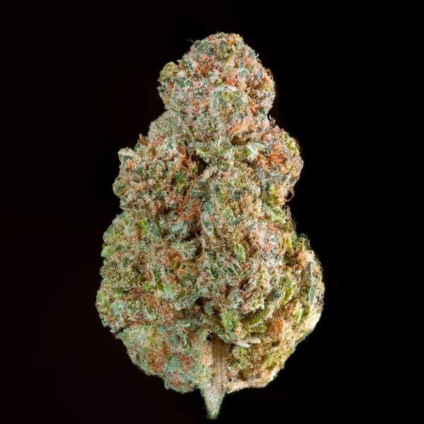 ZOOKIES INDOOR